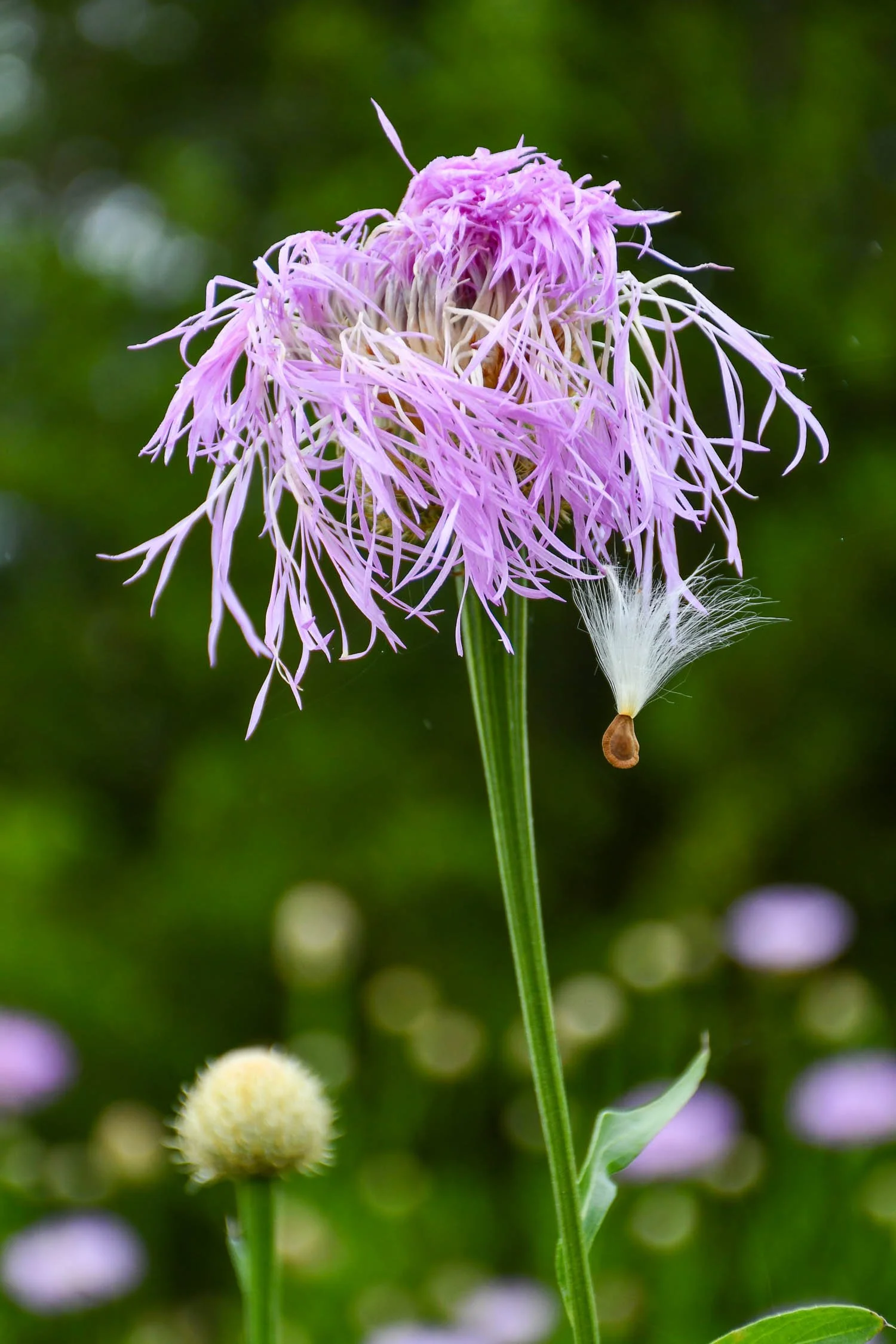 Plectocephalus americanus | American basketflower | Meristem